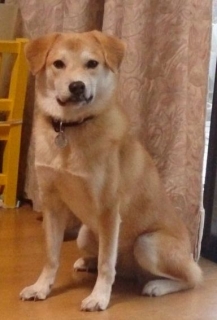 いせ5