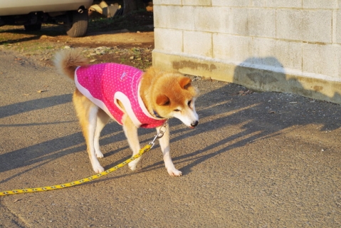 IMGP6895.jpg