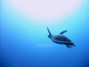 ウミガメ