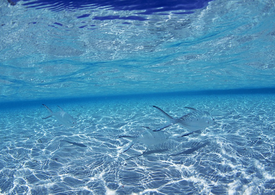 アイランドエキスパート久米島 海遊び日記 暑い時は 水の中へ