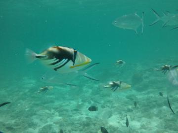 はての浜 ムラサメモンガラ2