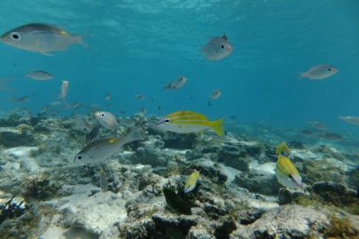 DSCF1217.jpg