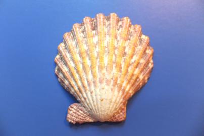 DSCF5204.jpg