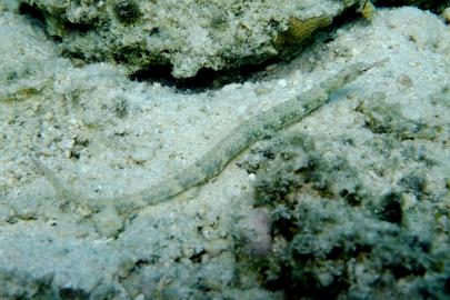 DSCF5274.jpg