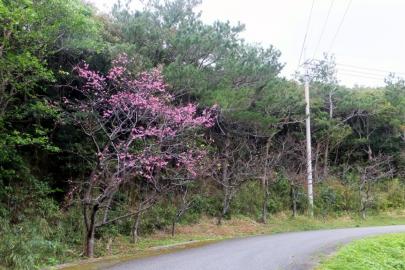 DSCF7061.jpg