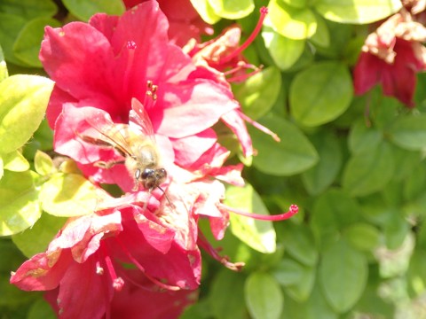 花とミツバチ１