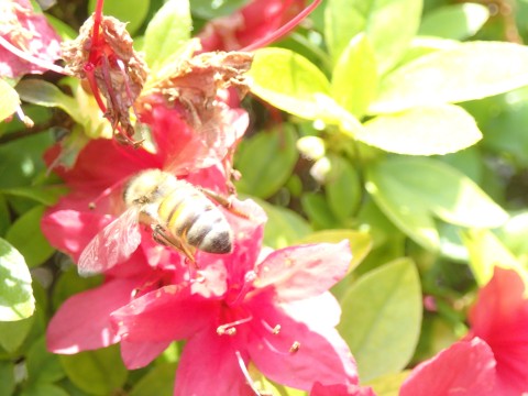 花とミツバチ１３