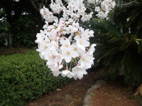川上さんの桜１