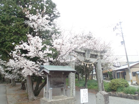 川上さんの桜１２