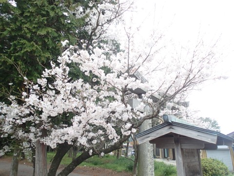 川上さんの桜１３