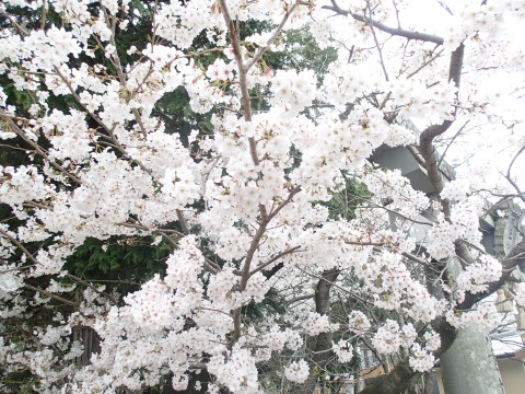 川上さんの桜１４