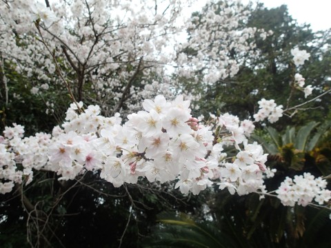 川上さんの桜１５