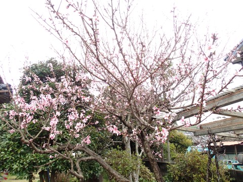 春ですね１３３１３