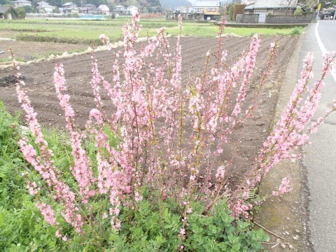 春ですね１３３１７