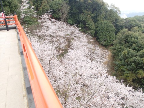 御館山神社のお花１