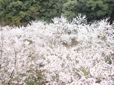 御館山神社のお花１２