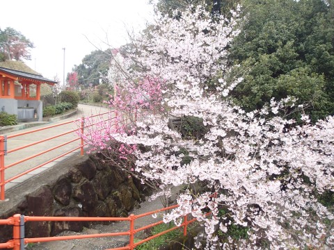 御館山神社のお花１３