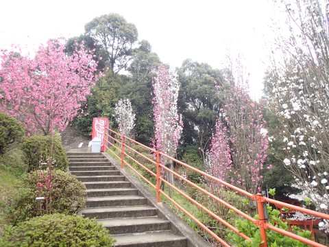 御館山神社のお花１４