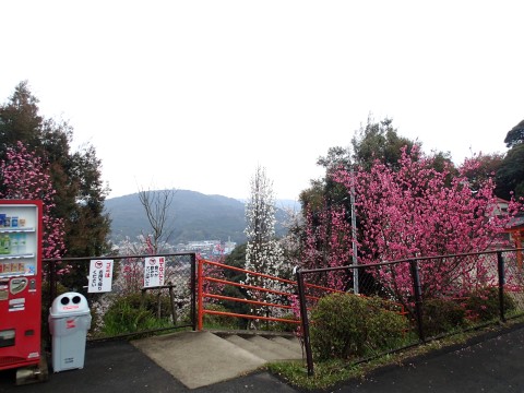 御館山神社のお花１５