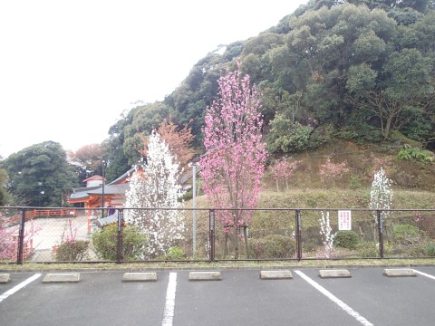 御館山神社のお花１６