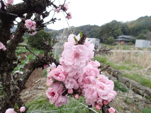 ももちゃんのお花１４