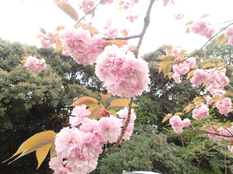 八重桜１３