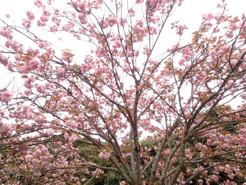 八重桜１５
