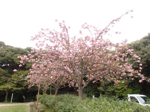 八重桜１６