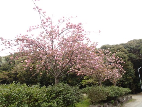 八重桜１７