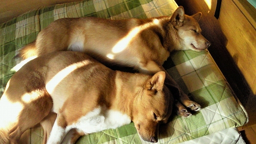 201203120818000.jpg