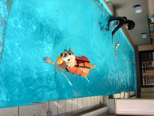 2010 09 25pool (62)