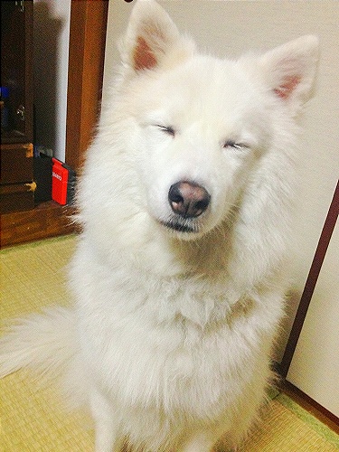 2012年福犬