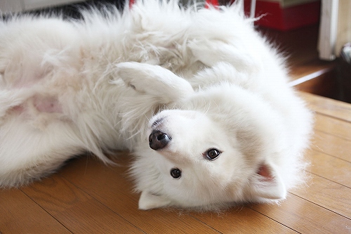 2012年甘えん坊犬