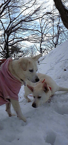 2012-12-21姫たん 自分で脱出してごらん