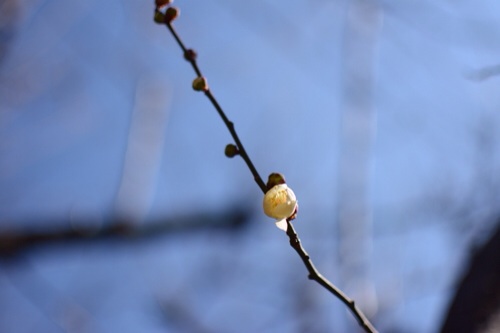 2014020300270375e.jpg