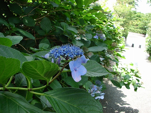 DSC01483.jpg