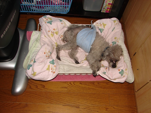 DSC01804.jpg