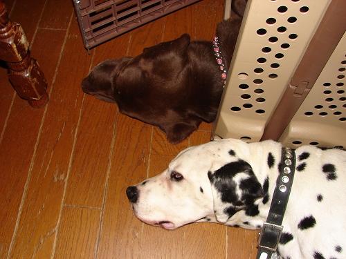 DSC01807.jpg
