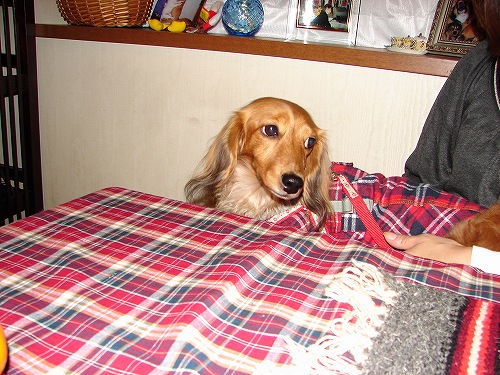 DSC02411.jpg