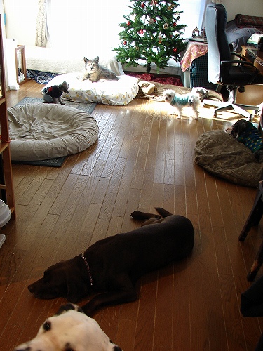 DSC02532.jpg