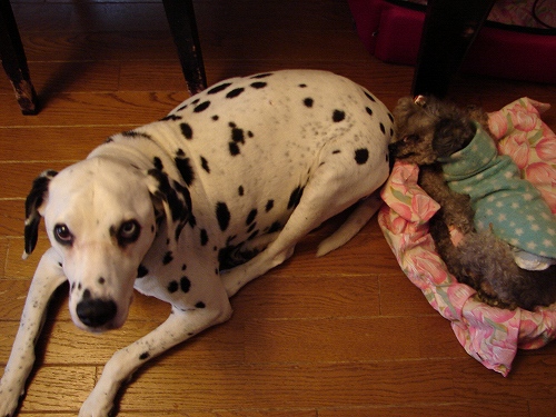 DSC02747.jpg