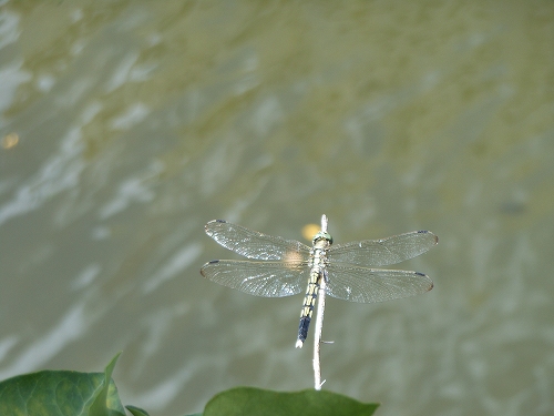 DSCN1059.jpg