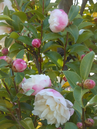 DSCN2117.jpg