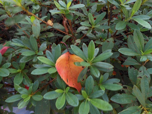 DSCN2187.jpg