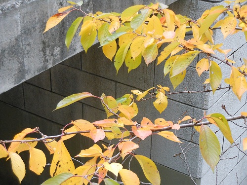DSCN2318.jpg