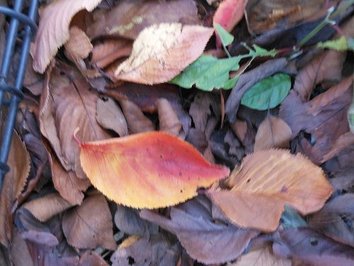 DSCN2367.jpg