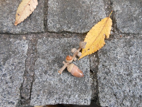 DSCN2432.jpg