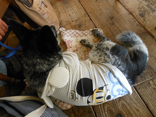 DSCN2454.jpg