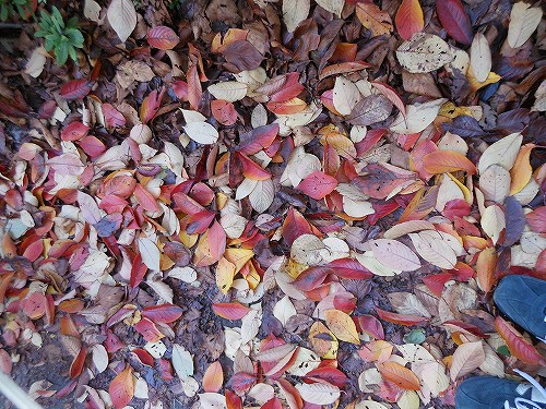 DSCN2509.jpg