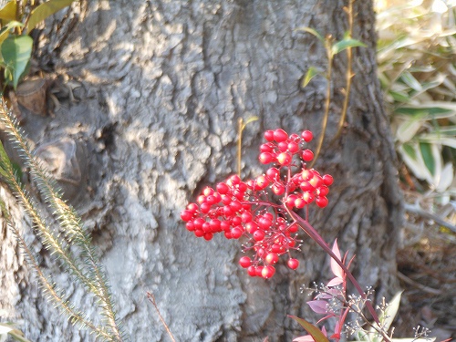 DSCN2955.jpg